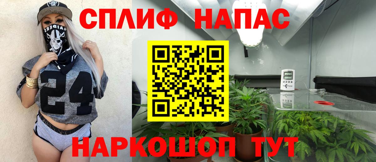 Канабис сатива Сальск